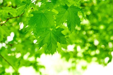 Taze yeşil akçaağaç arka planda gün ışığı bırakır.