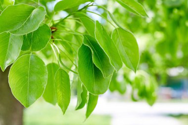 kopya alanı ile yeşil yaprakları sınır