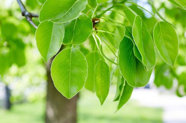kopya alanı ile yeşil yaprakları sınır