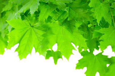 Taze yeşil akçaağaç arka planda gün ışığı bırakır.