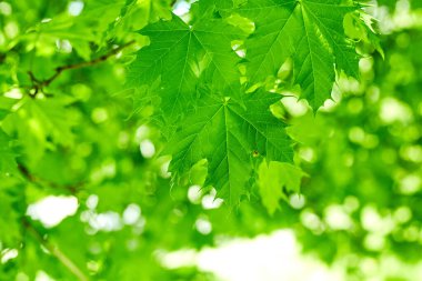 Taze yeşil akçaağaç arka planda gün ışığı bırakır.