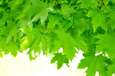 Taze yeşil akçaağaç arka planda gün ışığı bırakır.