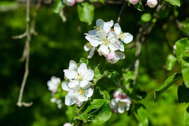 Güzel çiçek açan elma ağaçlarının bahar Parkı yakın çekim