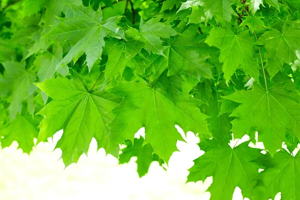 Taze yeşil akçaağaç arka planda gün ışığı bırakır.
