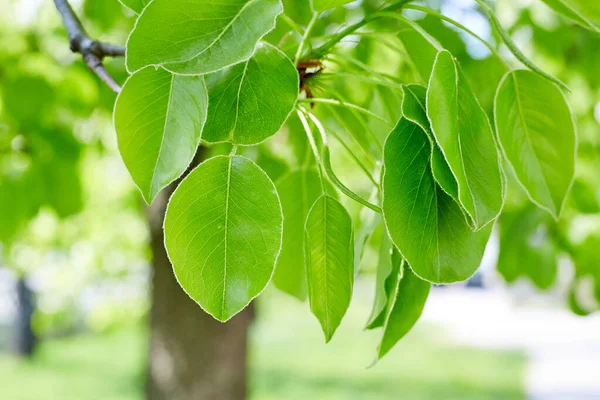 kopya alanı ile yeşil yaprakları sınır