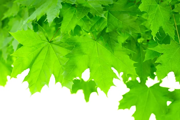 Taze yeşil akçaağaç arka planda gün ışığı bırakır.