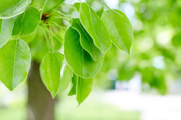 kopya alanı ile yeşil yaprakları sınır