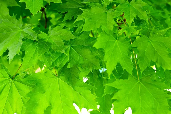 Taze yeşil akçaağaç arka planda gün ışığı bırakır.