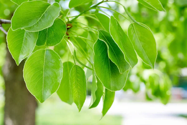 kopya alanı ile yeşil yaprakları sınır