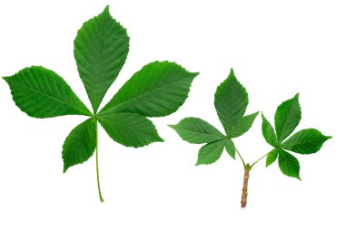 beyaz zemin üzerinde yaprak kestane. kırpma yolu