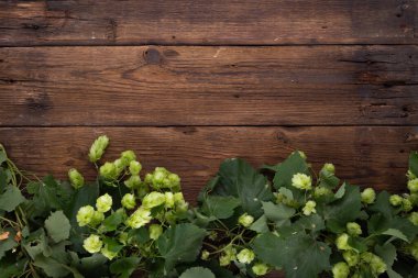 Wooden background. Frame of green hops on rustic old wooden boards. Copy space.