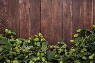 Wooden background. Frame of green hops on rustic old wooden boards. Copy space.