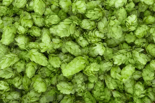Green Ripe Hop Cones Brewery Bakery Background Pattern — Stockfoto