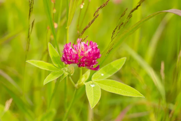 Koniczyna kwiat na łące — Zdjęcie stockowe