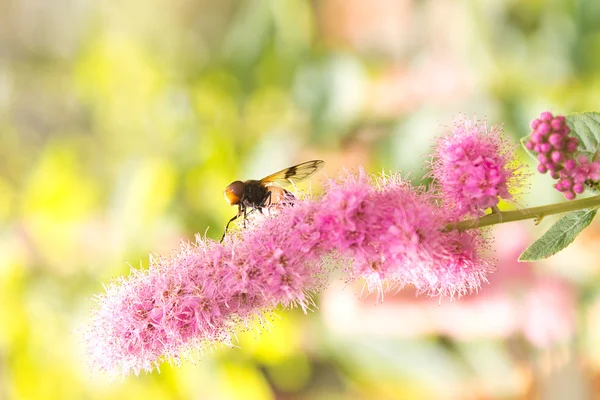 Bir çiçeğin üzerinde oturan arı