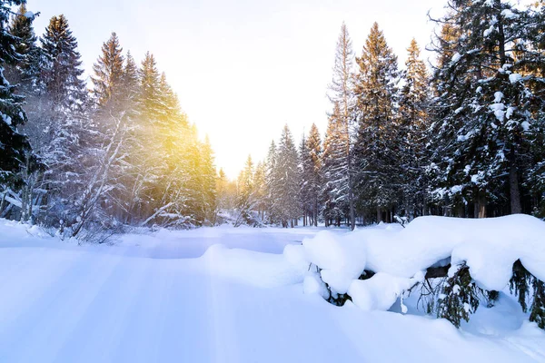 Schöne Winterlandschaft Mit Nordsonne Wald Stockfoto