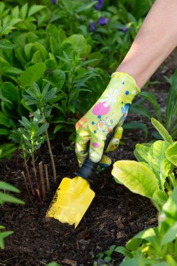 Bahçıvanın elleri tekstil eldivenli, sarı bahçe malasıyla çalışıyor. Çiçek tarlasında toprağı kazıyor, dikey.