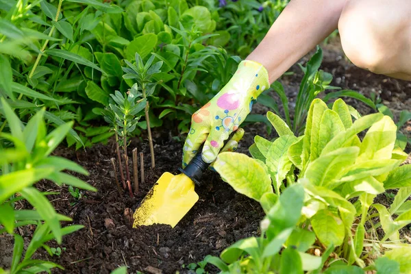Bahçıvanın elleri tekstil eldivenleri içinde sarı bahçe malasıyla bir çiçek tarlasında toprağı kazıyor.