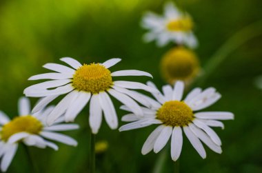 Birçok yaprak ve bulanık koyu yeşil arkaplan ile çiçek açan beyaz papatya çiçeğini kapat