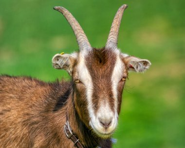 Bir keçi, kahverengi, ayakta, açık bir çiftlikte, açık havada, seçici odak, sabah.