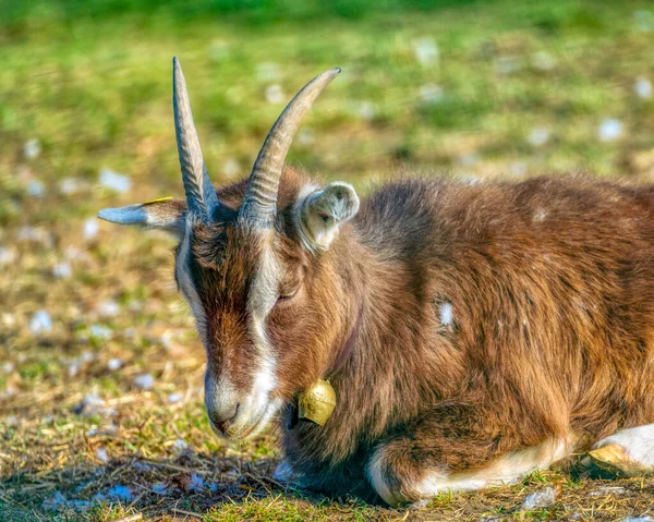 One Brown Goat Outdoor Farm Selective Focus Blurry Background — Stock Photo, Image