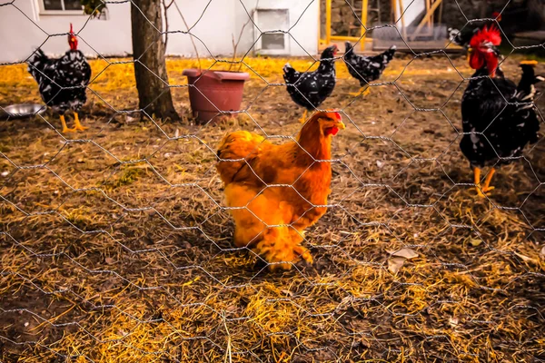 Animales en el corral — Foto de Stock