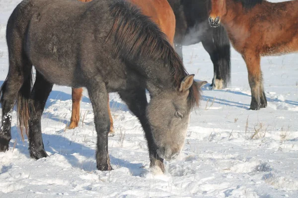 Winter Steppes Northern Shore Lake Baikal Usually Sunny Cold Horses — Stockfoto