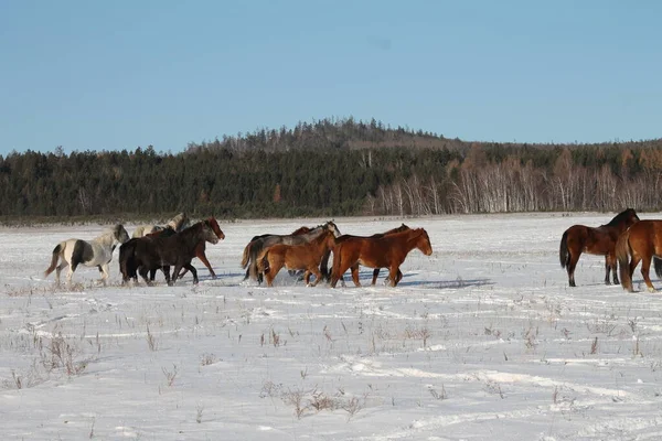 Winter Steppes Northern Shore Lake Baikal Usually Sunny Cold Horses — Stockfoto