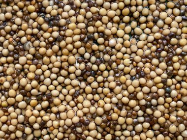 Background of sprouting seeds 