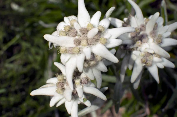 Edelweiss Flower Close Shot — Foto de Stock