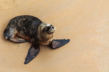 güneşlenme mühür