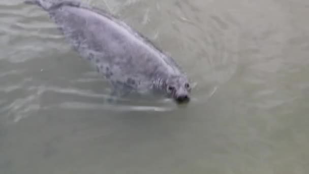 Seals swimming — Stock Video