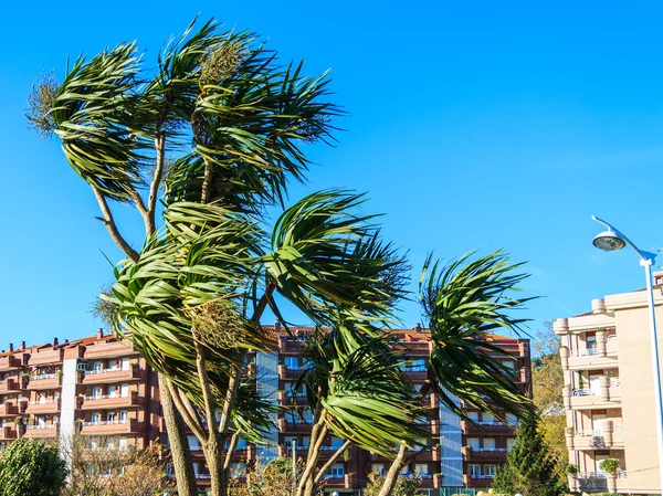 Ветер над пальмами — стоковое фото