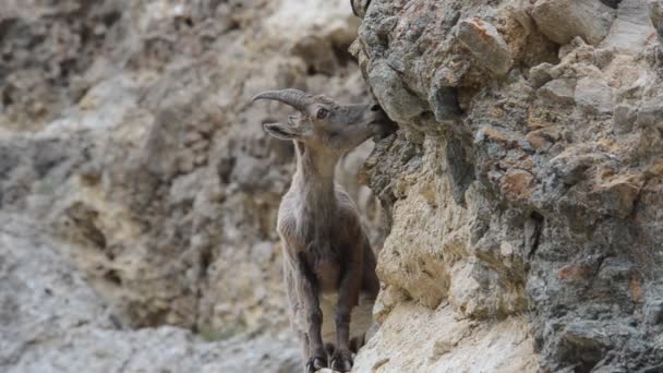 Capra ibex hoppade Mineralsalt — Stockvideo