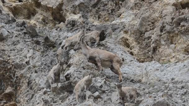 Mladí a samice capra ibex — Stock video