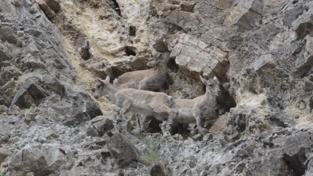 Jovens e fêmeas de Capra ibex — Vídeo de Stock