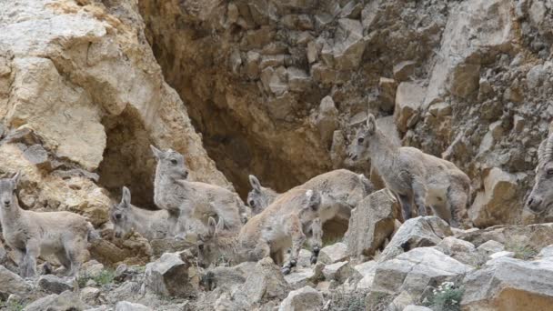 Joven y hembra de Capra ibex — Vídeos de Stock