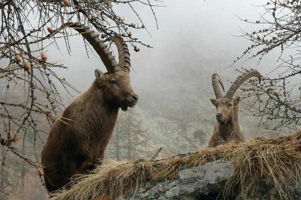 Capra Ibex