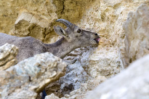 Capra ibex lapeado —  Fotos de Stock