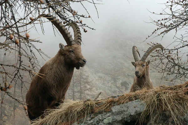Capra ibex mâles Image En Vente