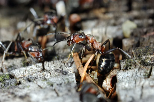 Ant, anthill — Stock Photo, Image