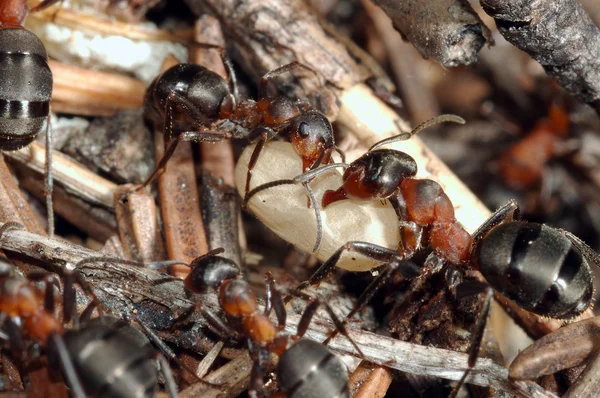 Hormigas y pupa Fotos de stock