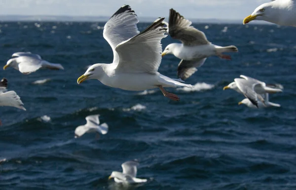 Gulls — Stock Photo, Image