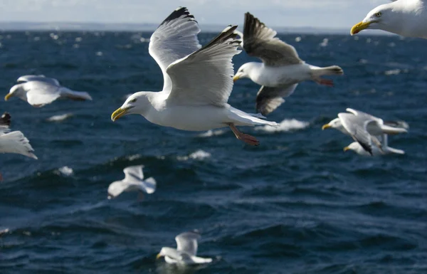 Gaviotas —  Fotos de Stock