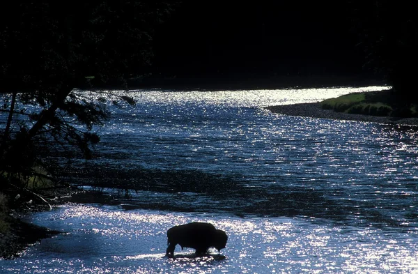 Bisonte nel fiume Yellowstone
