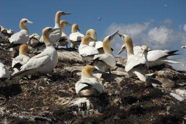 Gannet sula bassana koloni nido colonia volo uçuş peli içinde iç içe