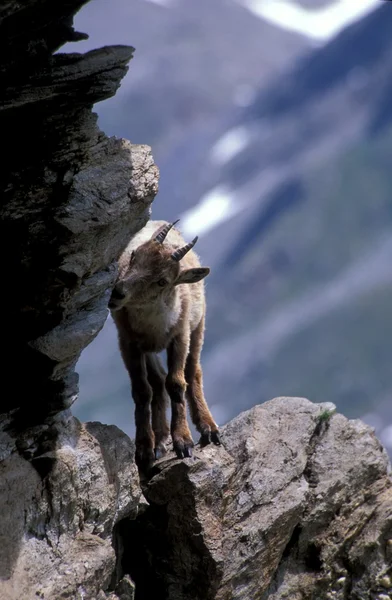 Jovem Capra Ibex — Fotografia de Stock