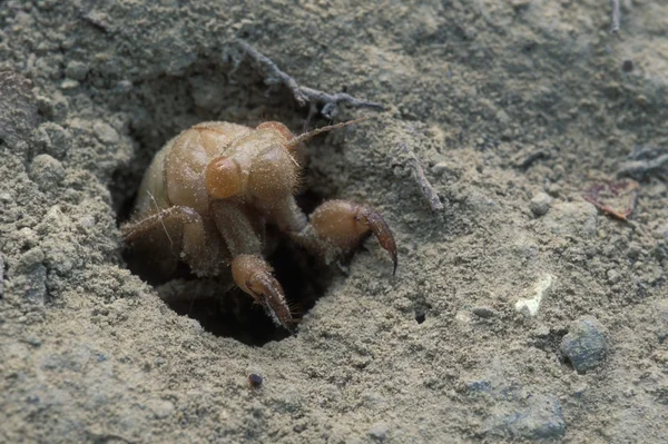 larva cicala cicala metamorfosi girilecek terreno