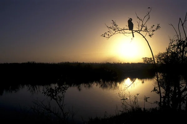 aşağı, everglades, aningha, timsah, peyzaj, florida, ABD aninga iz