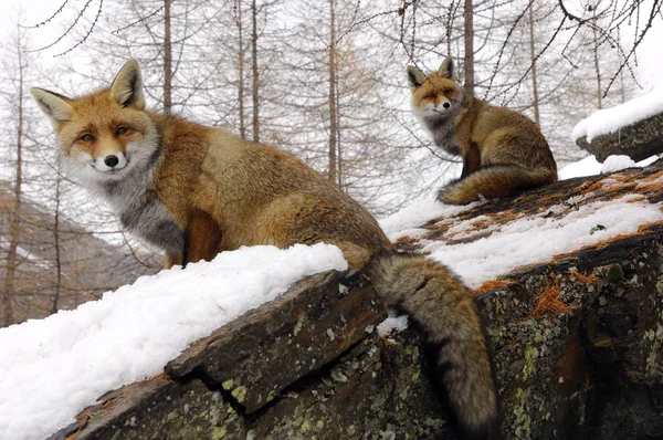 Foxes — Stock Photo, Image